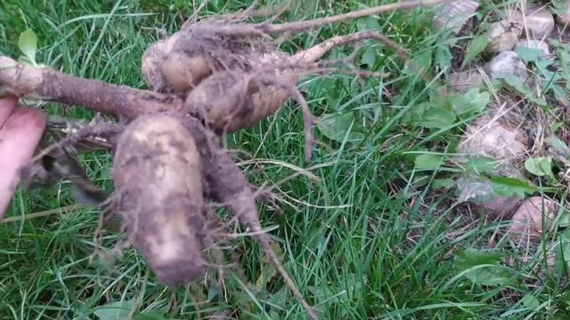 Однолетние георгины. Выкапываем и пытаемся сохранить клубни. Эксперимент. смотреть онлайн