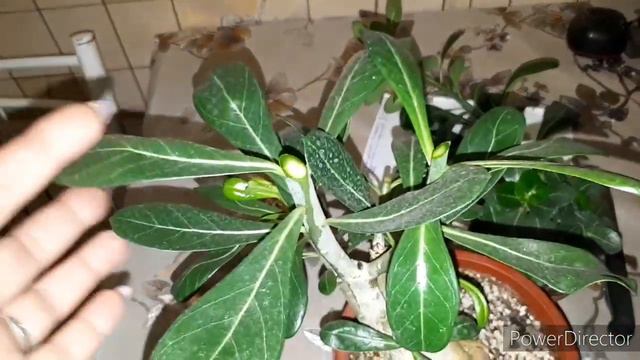 Эксперимент с адениумами смотреть онлайн