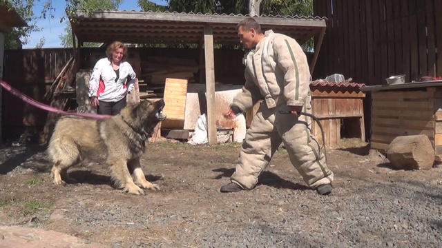 Кавказская овчарка  Тамерлан из п-ка 