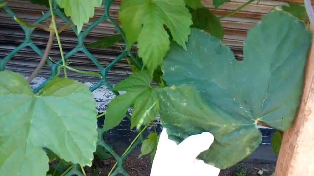 Как лечить хмель? смотреть онлайн