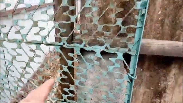 Весна на Кубани -первые цветы/Новая Жизнь РоМашки смотреть онлайн