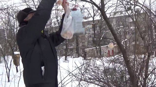 Чем и Как Покормить Птиц Около Дома Зимой? смотреть онлайн