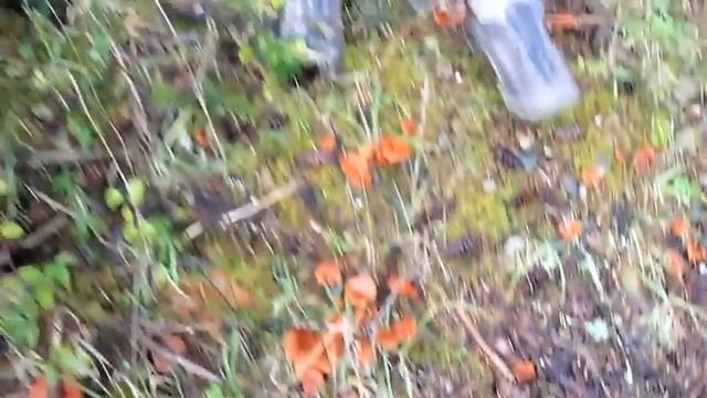 Paul Stamets finds Lactarius fragilis w/ Dusty Yao and Richard Gaines смотреть онлайн