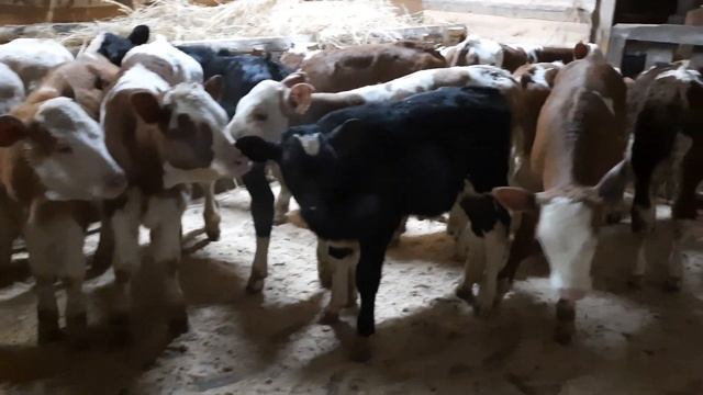 бычки сементалы и тёлочки на продажу 89021269981 смотреть онлайн