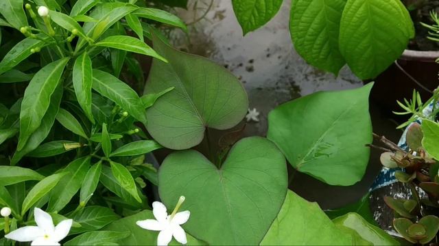 Rainy season special/garden update 25/7/2019 смотреть онлайн
