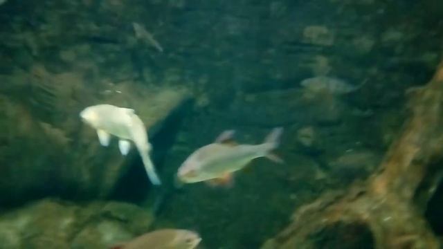 Москвариум смотреть онлайн