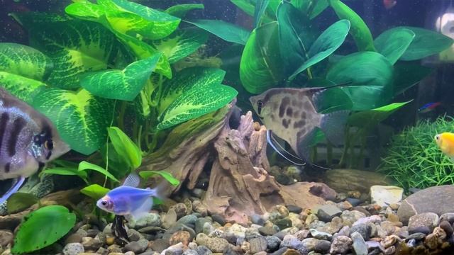 Aquariums #fish scalarii, ternetii glofish and labeo смотреть онлайн