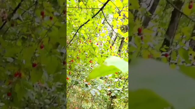 Кизил из леса. Сентябрь. смотреть онлайн