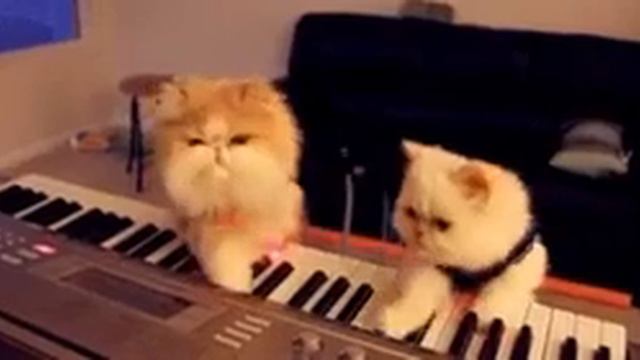 Коты играют на пианино смотреть онлайн