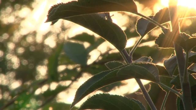 2 июня призываем счастье и любовь. смотреть онлайн