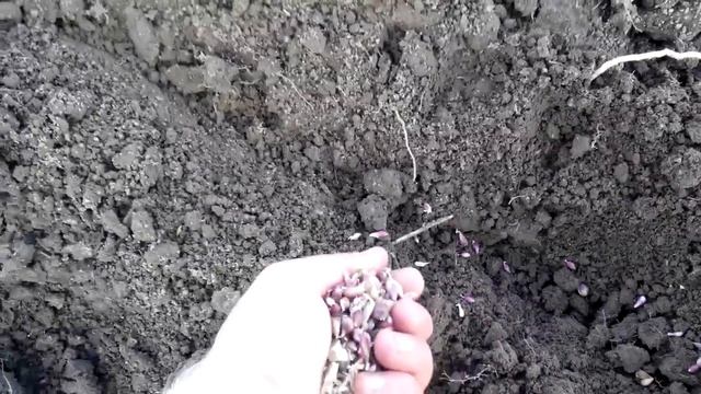 Посадка чеснока в ручную под маркер(по старинке). Качественный но трудоемкий процесс. смотреть онлайн