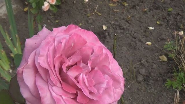 Любимая дача 25 июля 2020г./в гостях у Галины. смотреть онлайн