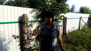 Ирга — болезни и вредители. Мифы интернета и реальность