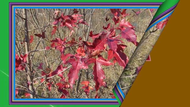 ЛИСТЬЯ КЛЁНА ПОРТ ВОСТОЧНЫЙ ноябрь 2015 г Слайд смотреть онлайн