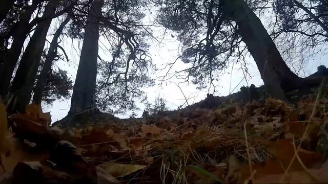 Покатушки на питбайках №1 смотреть онлайн