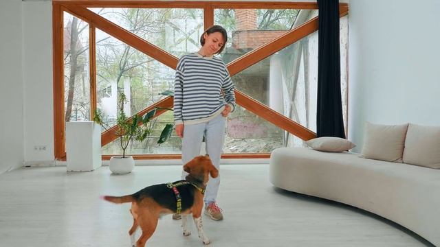 КАК правильно отпускать собаку с ЛЮБОЙ команды? Воспитание и дрессировка собак смотреть онлайн