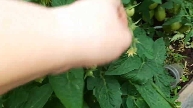 Томат Ямал-200, самый первый зацвел, завязался и поспел. Обзор томатов в теплице на 25.07.21 смотреть онлайн