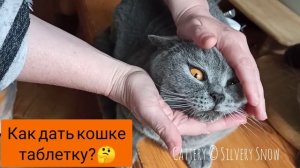 как дать кошке таблетку или капсулу с лекарством ?