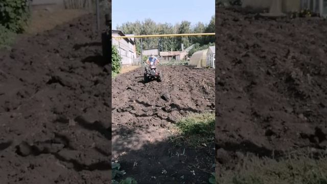 Как мы выкапывали картошку. #деревня #огород #мотоблок смотреть онлайн