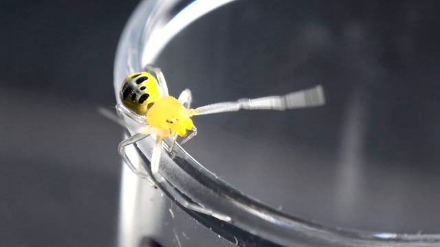 8 spotted crab spider (Platythomisus octomaculatus) смотреть онлайн