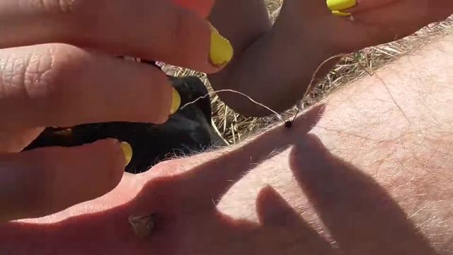 Как удалить клеща с помощью нитки в походных условиях смотреть онлайн