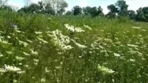 Растворит камни в почках и выведет песком.