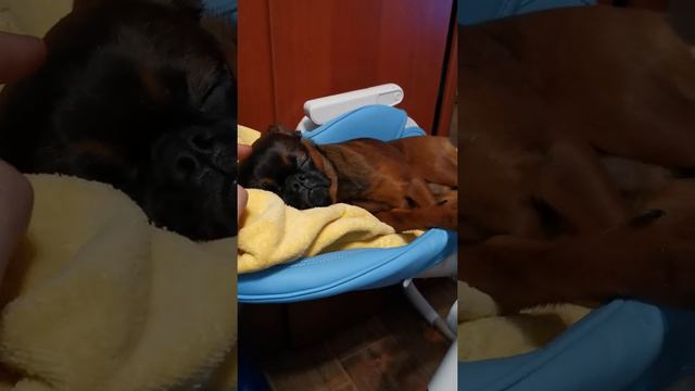 Собака Добби- наш пти брабансон