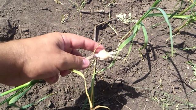 Почему чеснок, воздушка, выбросил стрелы на семена? смотреть онлайн