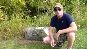 Живоловушка на енота Часть 2