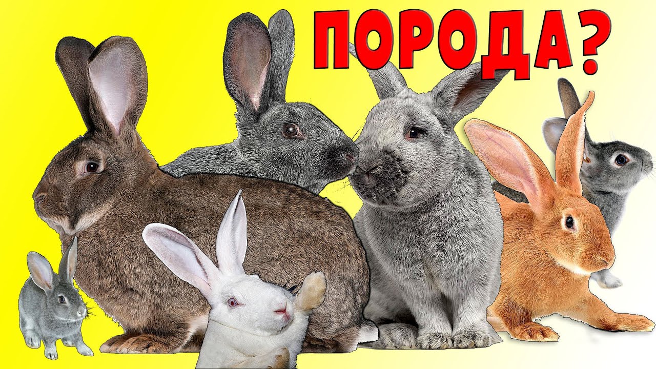 Какую породу кроликов выбрать? смотреть онлайн