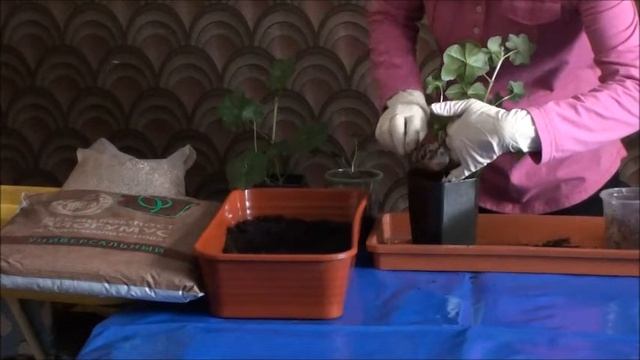 Кормим растения дома