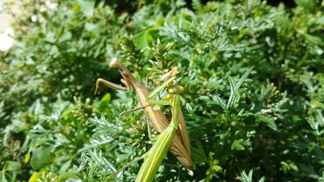 Богомолы в Шклове! Самка БОГОМОЛА съедает Самца смотреть онлайн