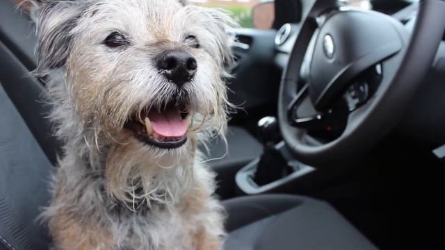Bernie the Border Terrier shows us around the New Ford KA+ смотреть онлайн