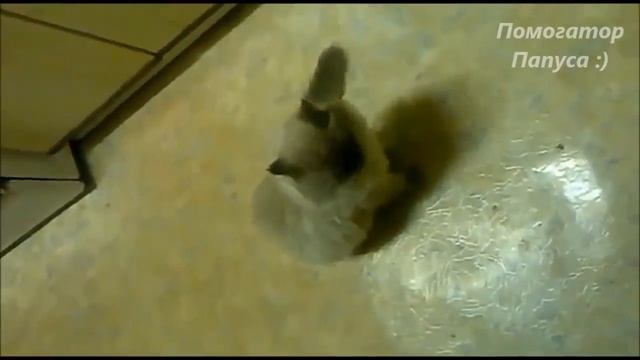 Говорящие коты. Лучшая подборка №13.mp4 смотреть онлайн