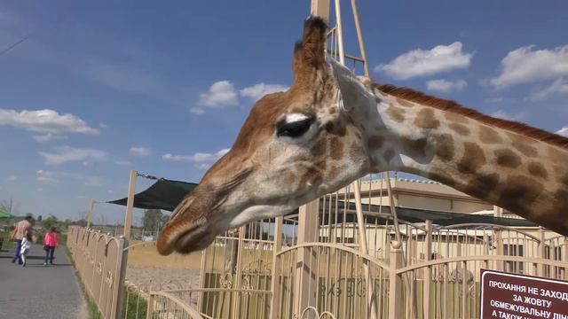 Giraffe animal video! Funny KIDS vs ZOO ANIMALS are WAY FUNNIER! TRY NOT TO LAUGH смотреть онлайн