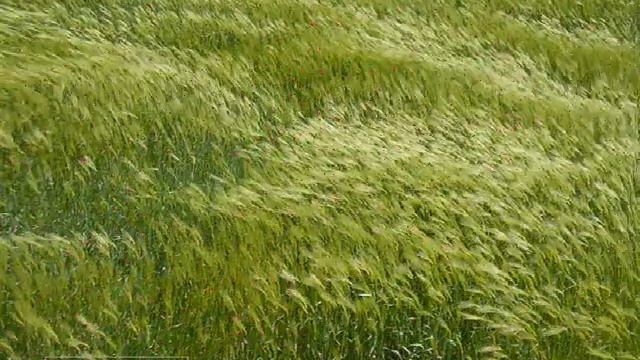 О музыке и музыканте