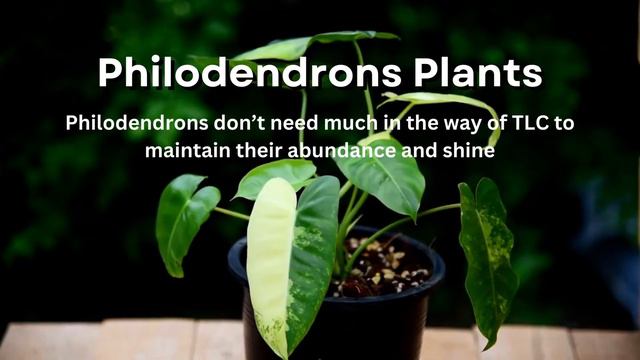 6 Best Plants For Offices With No Windows смотреть онлайн
