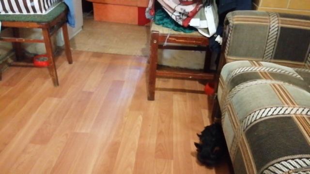 Щенки мини йорка смотреть онлайн