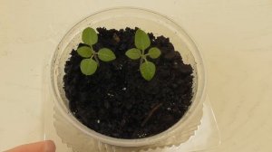 Пепино или Дынная груша из семян в домашних условиях. Часть1