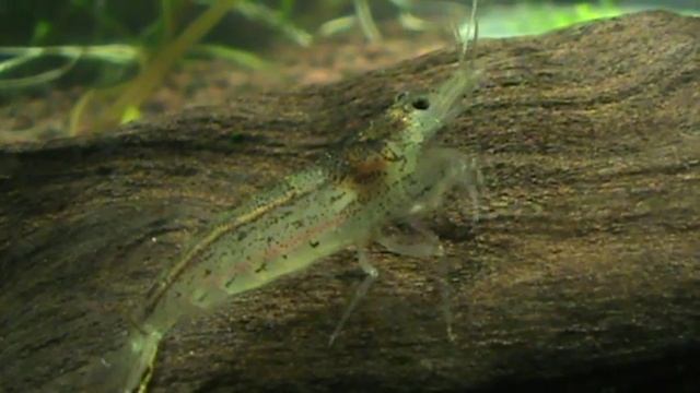 Do shrimp poop through their heads? смотреть онлайн