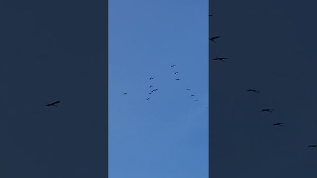 16.02.2023г. в Брест прилетели журавли, весна наступила смотреть онлайн