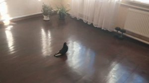 Курские голуби знакомого моего дедушки 2020