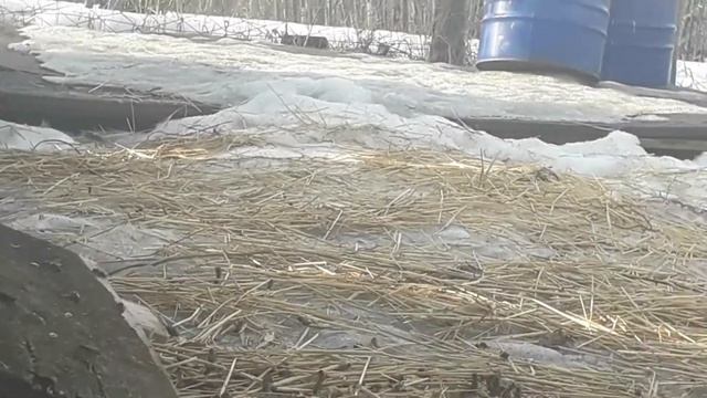 Снег и пчелы. Пугало от синичек. смотреть онлайн