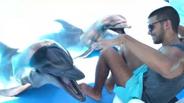 Самые красивые животные Дельфин Шарм-эль-Шейх - Предложения Шарм Эль Шейха смотреть онлайн