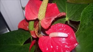 Продолжение показа антуриумов в коллекции у нашего администратора. Часть 2