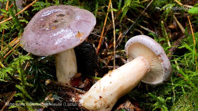 Млечник обыкновенный (Lactarius trivialis) смотреть онлайн