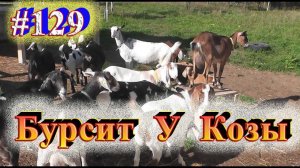 ЛЕЧИМ БУРСИТ У КОЗЫ