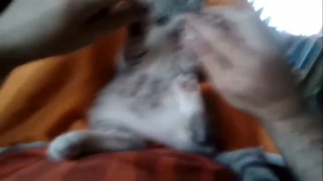 kitten:Играем :D смотреть онлайн