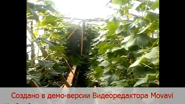 Кот Бублик ворует огурцы смотреть онлайн