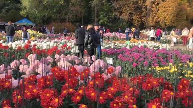 Пленэр на Балу Хризантем в Никитском Ботаническом Саду 2022 смотреть онлайн